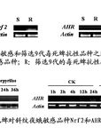 谷胱甘肽转移酶SlGSTu1在斜纹夜蛾毒死蜱抗性作用的研究