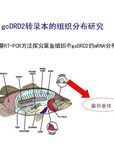 草鱼垂体细胞中多巴胺D2受体的表达调控：一种维持促黄体生成素合成的新机制