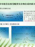 非环核苷及核苷酸类化合物合成的新方法